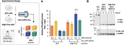 Scalable Process for High-Yield Production of PfCyRPA Using Insect Cells for Inclusion in a Malaria Virosome-Based Vaccine Candidate